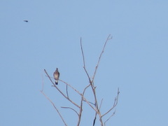 Patagioenas