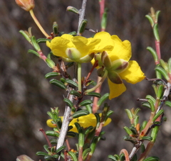 Hibbertia lineata