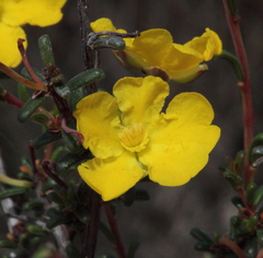 Hibbertia lineata