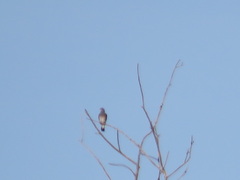 Patagioenas