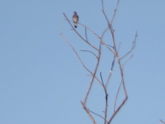 Patagioenas