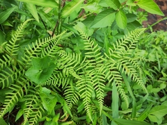 Macrothelypteris