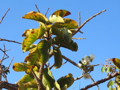 Curatella