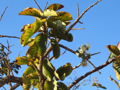 Curatella