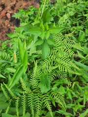 Macrothelypteris