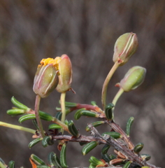 Hibbertia lineata