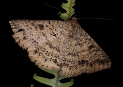 Ericeia inangulata