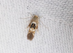 Hieromantis arcuata