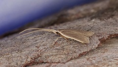 Homaloxestis multidentalis