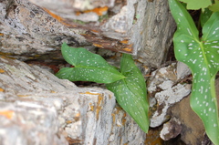 Zantedeschia albomaculata