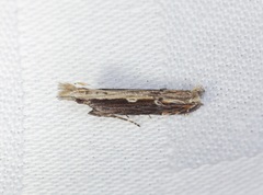 Hypatima spathota