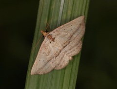 Parasada carnosa