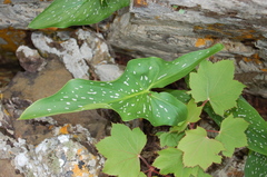 Zantedeschia albomaculata