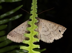 Ericeia inangulata