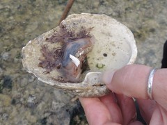 Dendronotus