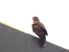 Parabuteo unicinctus