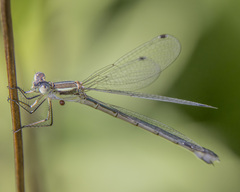 Lestes unguiculatus