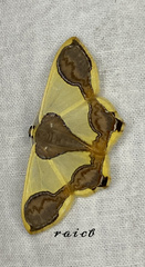 Plutodes subcaudata