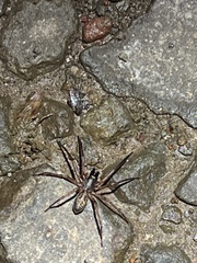 Megalostrata