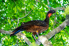 Penelope ochrogaster