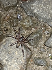 Megalostrata