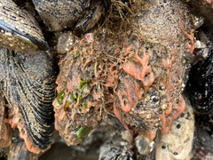 Hymeniacidon perlevis