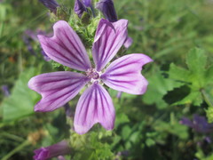 Malva sylvestris