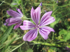 Malva sylvestris