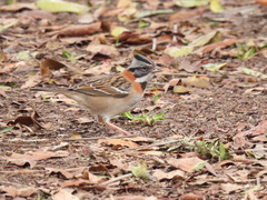Zonotrichia capensis