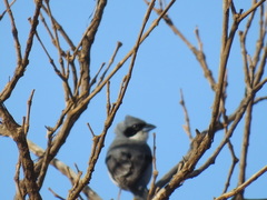Neothraupis fasciata