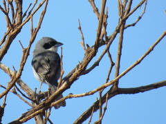 Neothraupis fasciata