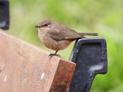 Pyrocephalus rubinus obscurus