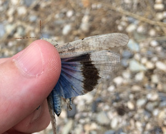 Trimerotropis cyaneipennis