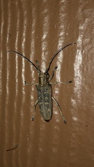 Saperda calcarata