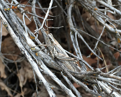 Melanoplus complanatipes