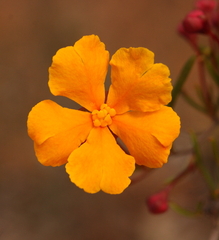 Hibbertia stellaris