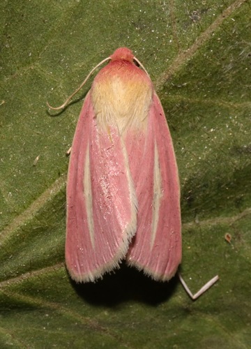 Heliocheilus julia photo 2