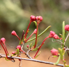 Hibbertia stellaris