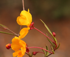 Hibbertia stellaris