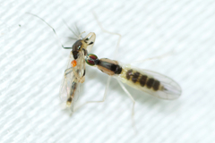 Hemerodromia superstitiosa