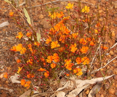 Hibbertia stellaris