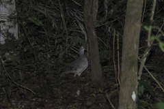 Crypturellus undulatus