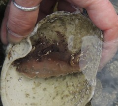 Dendronotus