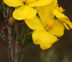 Hibbertia oligantha