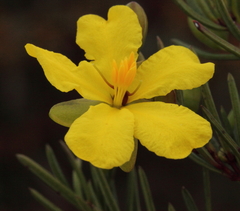 Hibbertia oligantha