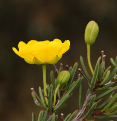 Hibbertia oligantha