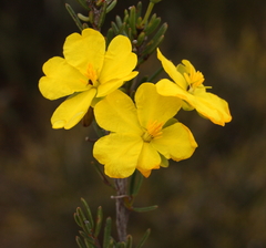 Hibbertia oligantha