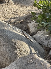 Sceloporus occidentalis occidentalis
