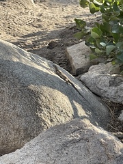 Sceloporus occidentalis occidentalis