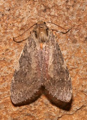 Pseudohemihyalea labecula